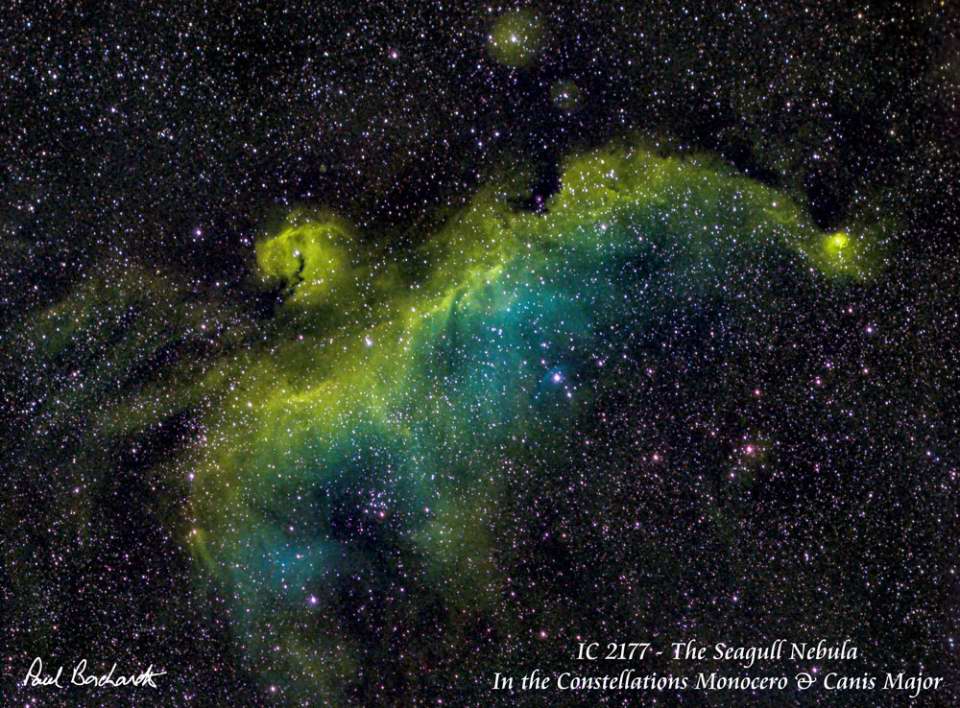 IC 2177 - Seagull Nebula by Paul Borchardt 
